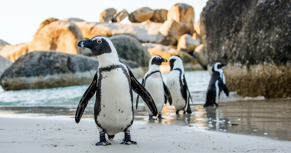 african penguin_capetown