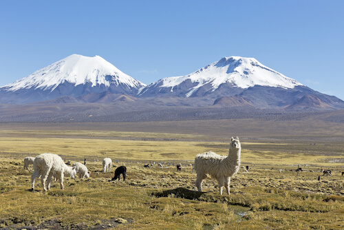 alpacas