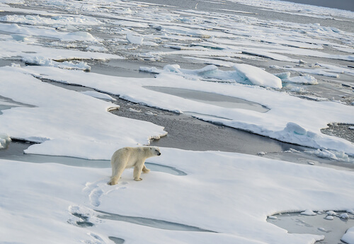 Polar bear on Arctic ice