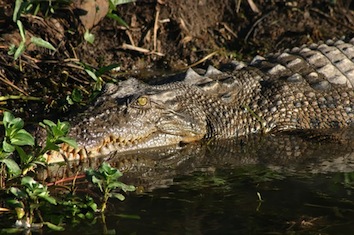 Kakadu National Park Crocodile