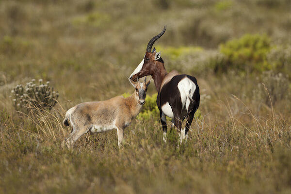 Bontebok with calf