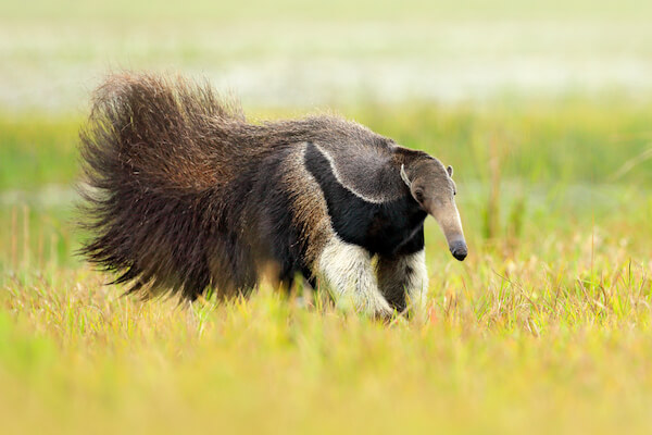 giant anteater