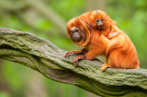 brazil golden tamarin monkey