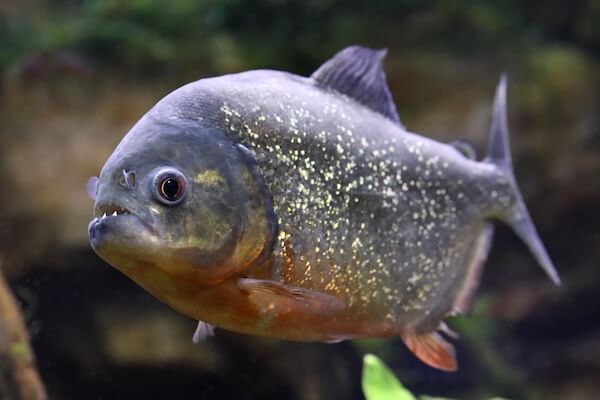 brazil piranha