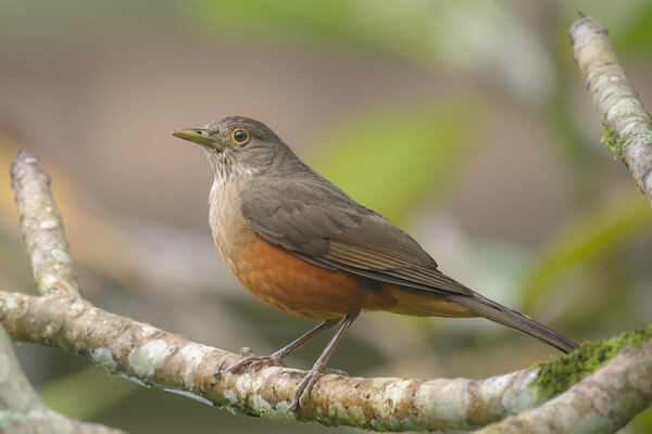 brazil national bird rufous bellied thrush