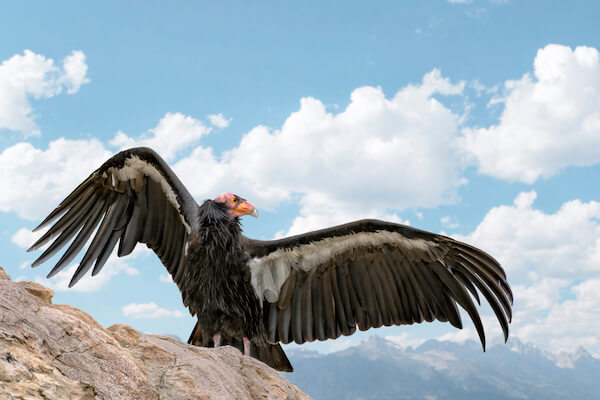 Californian condor