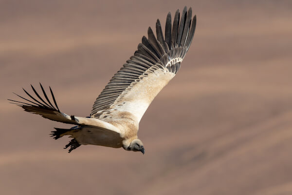 cape vulture south africa