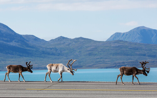 reindeer in norway