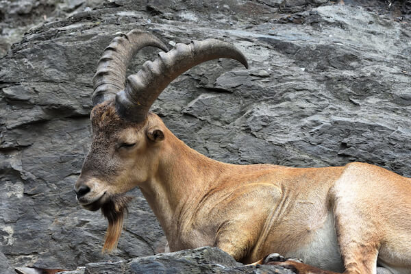 Caucasian wild goat