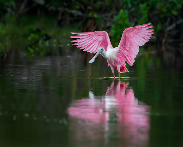 roseate spoonbill