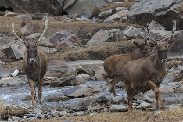 China - White lipped deer