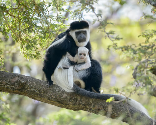 colobus monkey