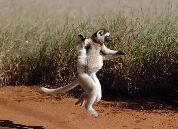 dancing_sifaka