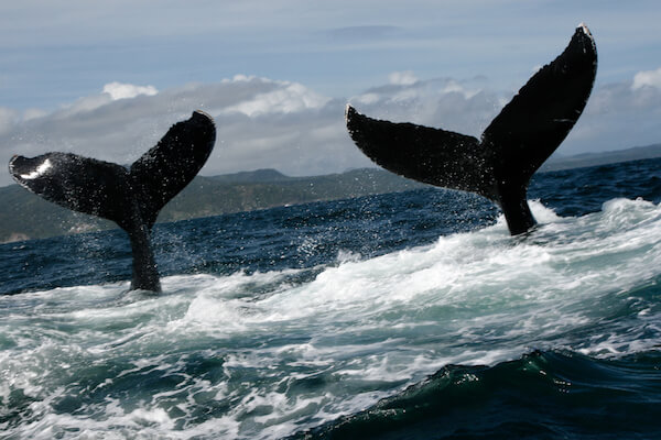 dominican republic whales