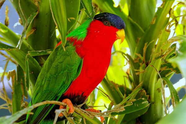 Collared lory - national bird of Fiji