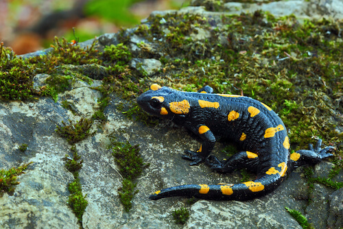 Fire salamander