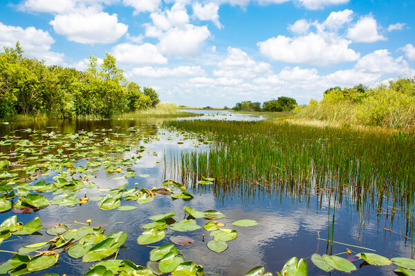 Florida Everglades