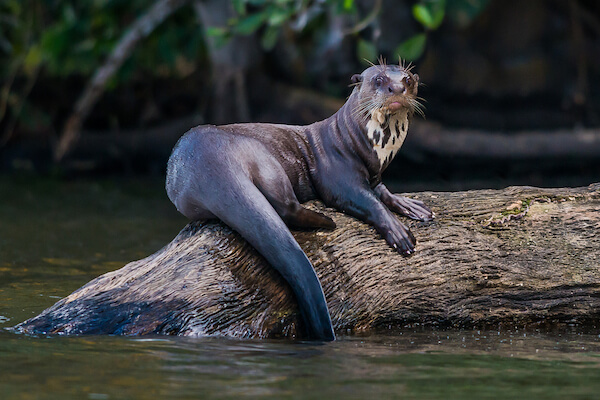 giantriverotter