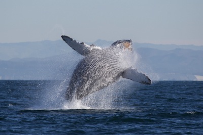 Humpback Whale by Tory Kallman