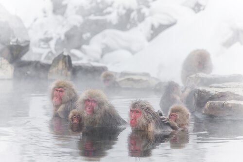 Japanese snow monkeys