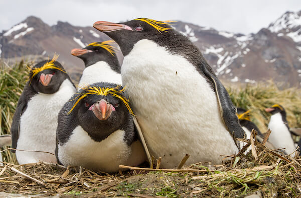 Macaroni Penguins