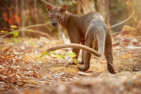 madagascar fossa