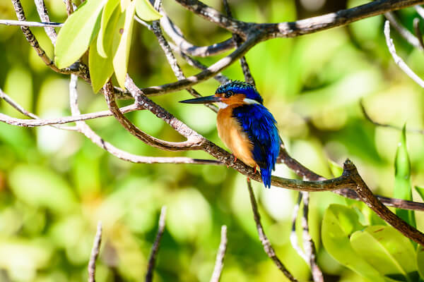 madagascar kingfisher