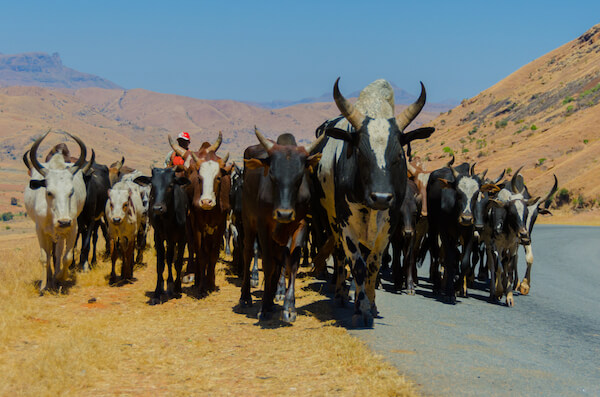 madagascar zebu