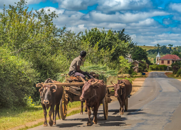 Madagascars national animal is the zebu