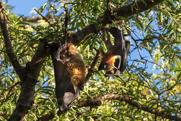 Madagascar flying fox