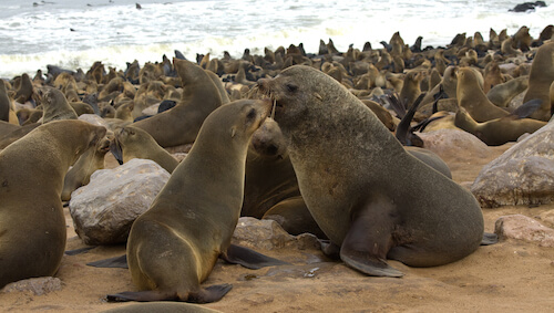 Cape Cross seals