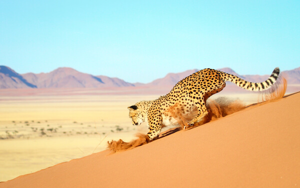 Namibia cheetah