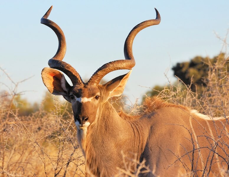 Kudu