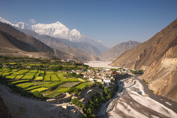 Rice fields near Kagbeni village in Nepal