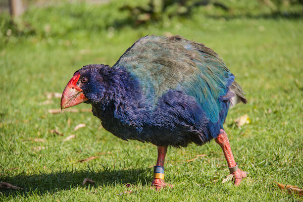 Takahe flightless bird in New Zealand