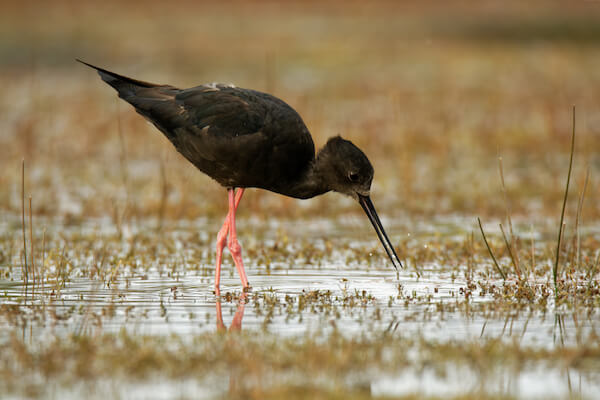 Black Stilt or Kaki