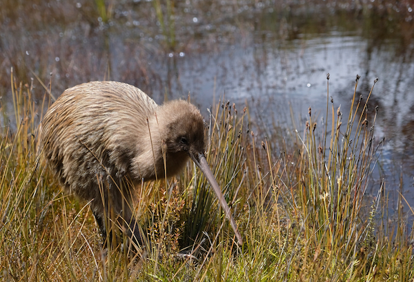 New Zealand's Brown kiwi near water