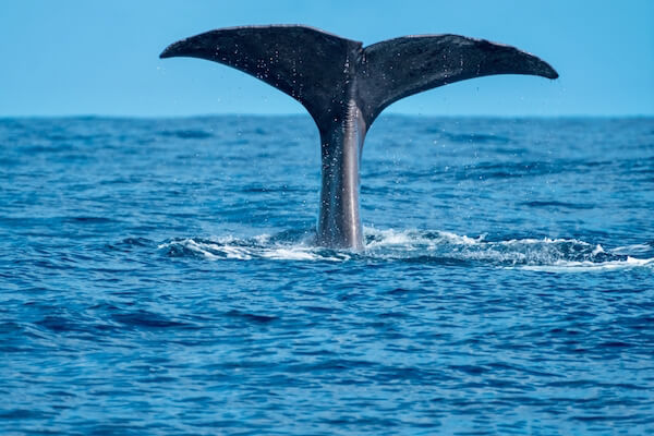 Fluke of a young spermwhale