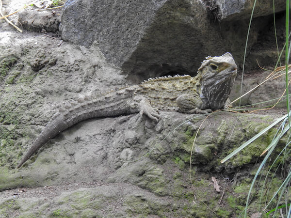 tuatara new zealand