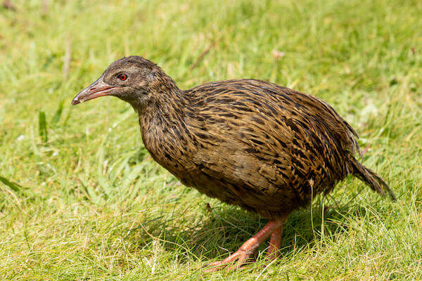 New Zealand bird weka