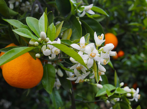 orange blossom