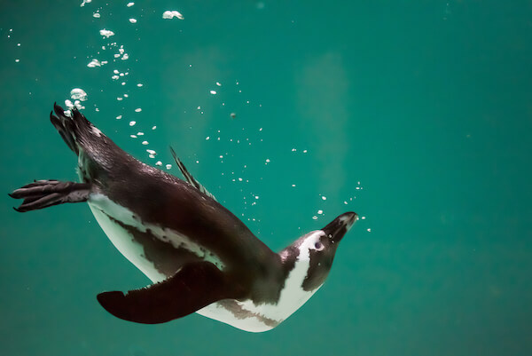 Swimming penguin