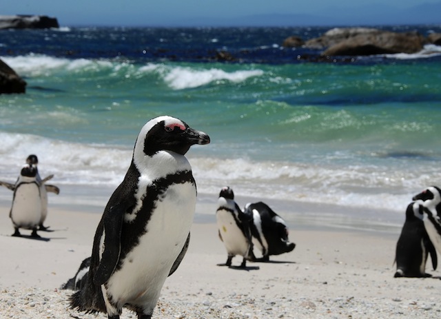 Penguins at Boulders Beach