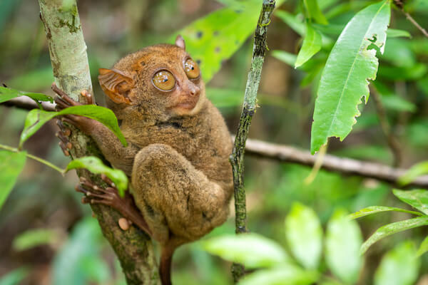 Tarsier in tree in the Philippines