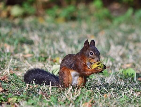 red squirrel