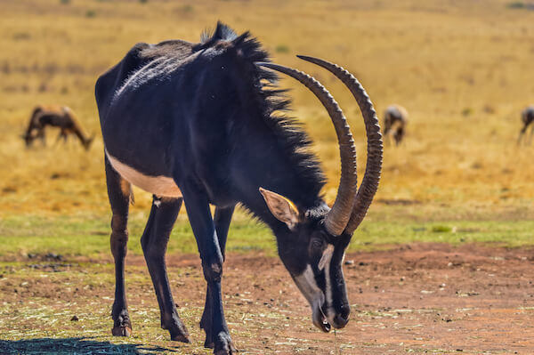 sable antelope