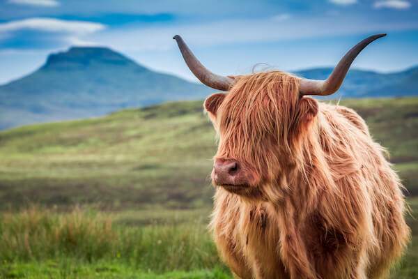 Scottish Highland Cow