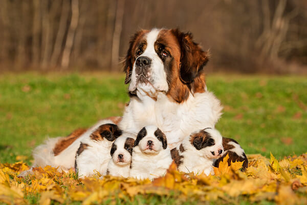 St Bernard Dog and Puppies