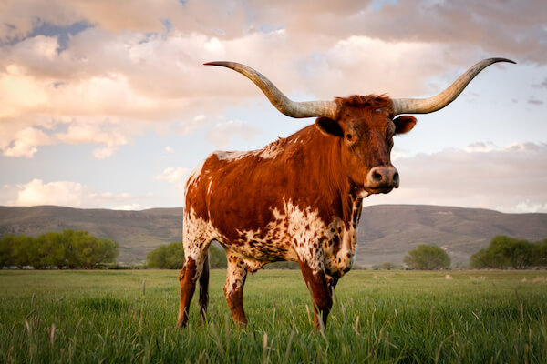 texas longhorn cattle