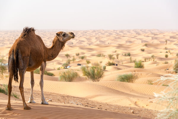 Dromedary in Tunisia